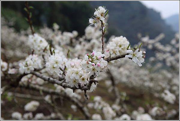 泰安李花 (2) 泰安李花 (2)