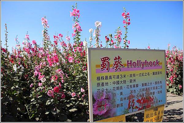 員林蜀葵花 (1) 員林蜀葵花 (1)