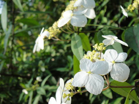 DSC00277.JPG