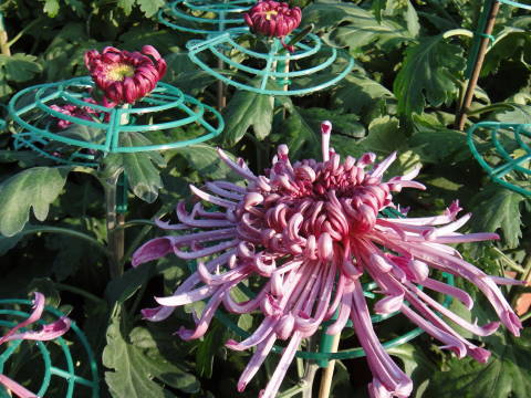 DSC00282.JPG