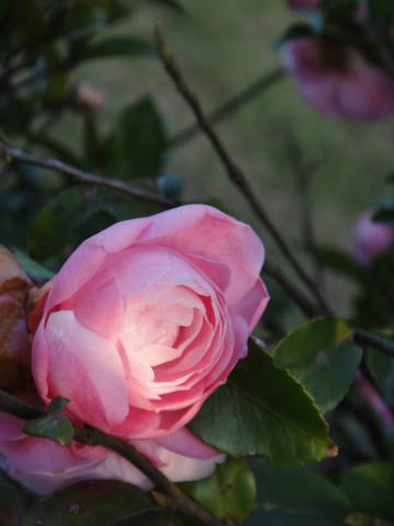 DSC00291.JPG