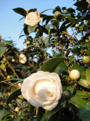 DSC00292.JPG