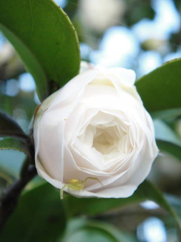 DSC00294.JPG