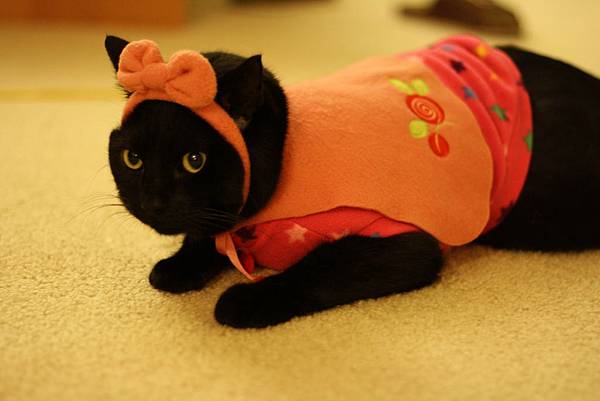 IMG_7035 IMG_7035