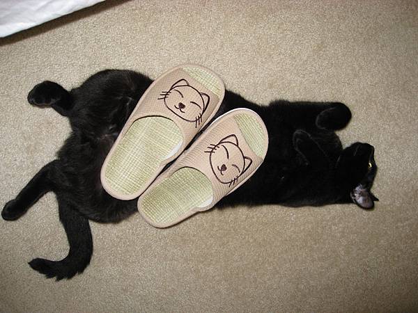 IMG_1852 IMG_1852