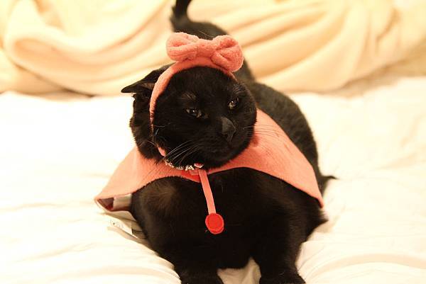 IMG_4340 IMG_4340