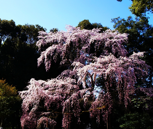 華麗緣03.jpg 華麗緣03.jpg