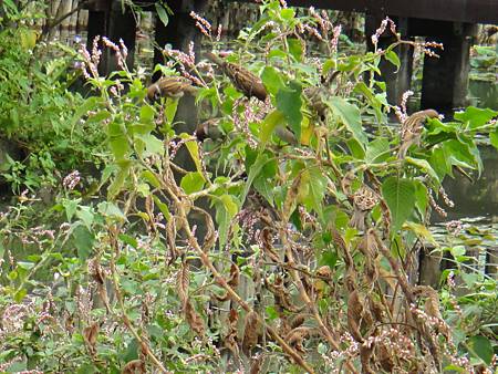 DSC03091.JPG DSC03091.JPG