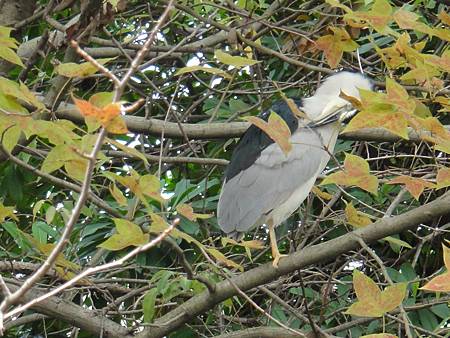 DSC03093.JPG DSC03093.JPG