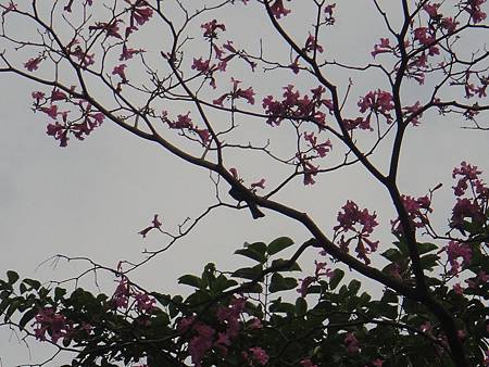 DSC03098.JPG DSC03098.JPG