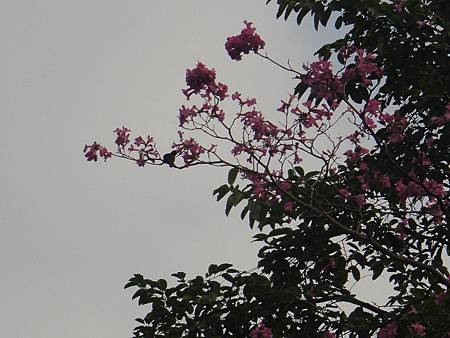 DSC03099.JPG DSC03099.JPG