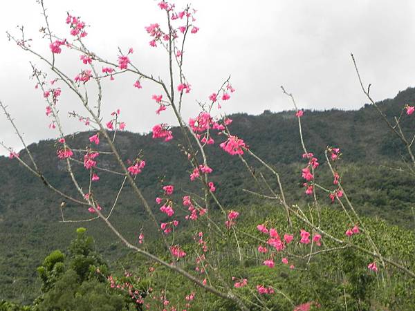 花蓮樹湖賞花009