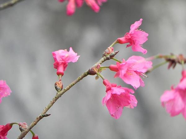 花蓮樹湖賞花015