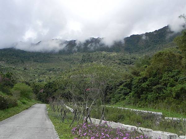 花蓮樹湖賞花040