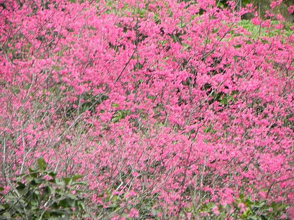 花蓮樹湖賞花026