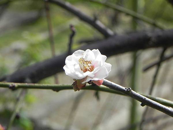 梅花002