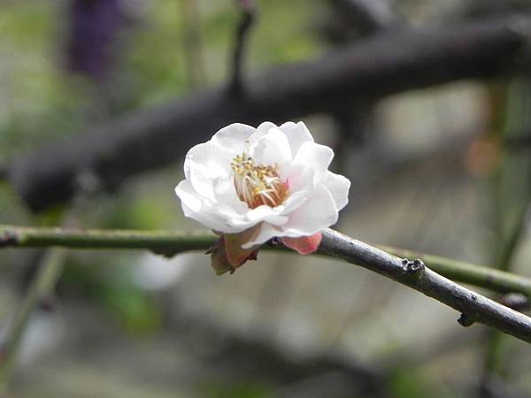 梅花003