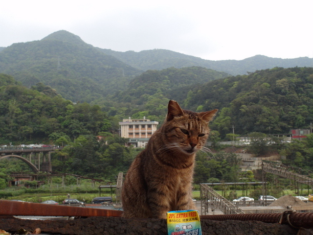 侯硐 貓村 (92).JPG 侯硐 貓村 (92).JPG