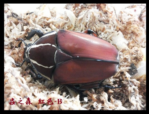 烏干達-紅B 烏干達-紅B