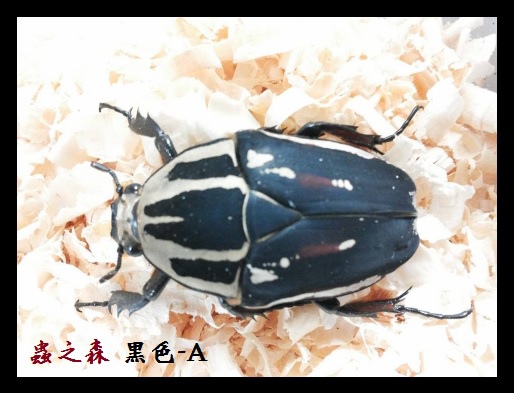 烏干達-黑A 烏干達-黑A