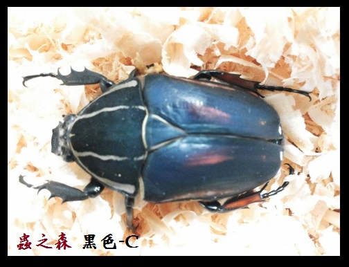 烏干達-黑C 烏干達-黑C