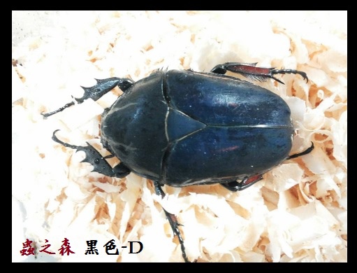 烏干達-黑D 烏干達-黑D