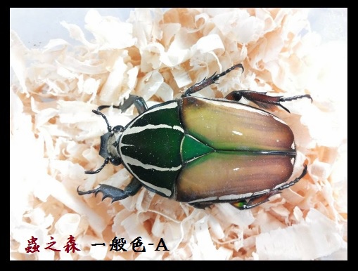 烏干達-普A 烏干達-普A