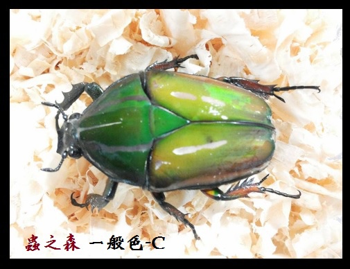 烏干達-普C 烏干達-普C