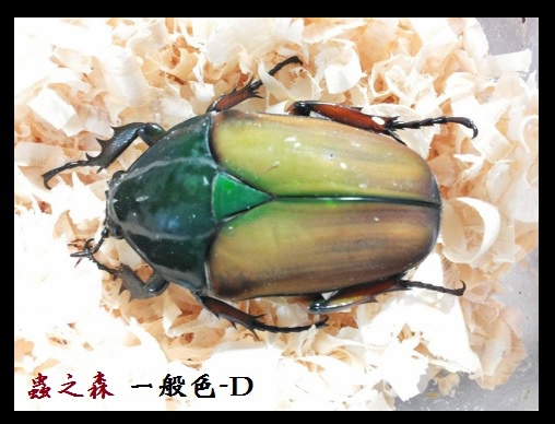 烏干達-普D 烏干達-普D