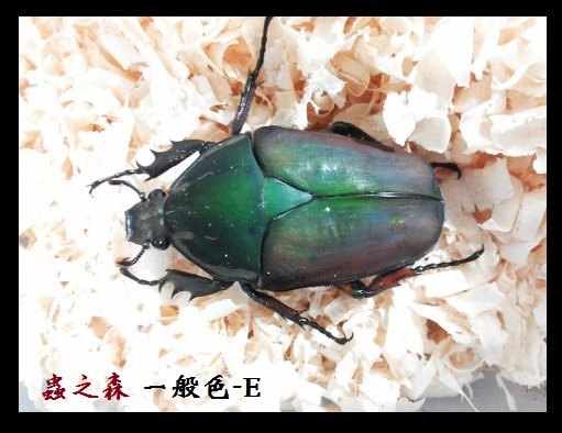 烏干達-普E 烏干達-普E