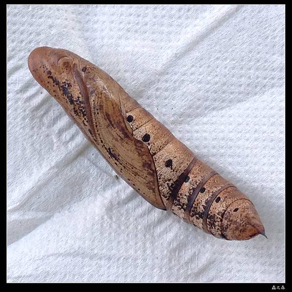 103_1028 銀條斜線天蛾的幼蟲化蛹、羽化了 ...