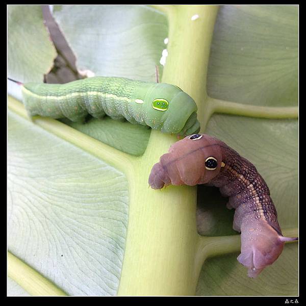 103_1028 銀條斜線天蛾的幼蟲化蛹、羽化了 ...