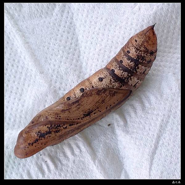 103_1028 銀條斜線天蛾的幼蟲化蛹、羽化了 ...