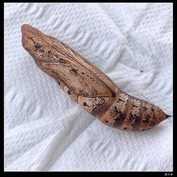 103_1028 銀條斜線天蛾的幼蟲化蛹、羽化了 ...