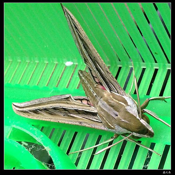 103_1028 銀條斜線天蛾的幼蟲化蛹、羽化了 ...