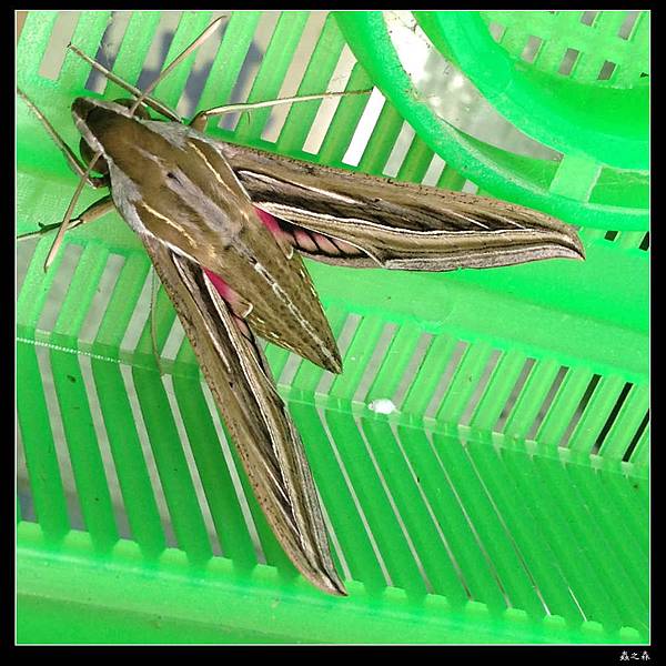 103_1028 銀條斜線天蛾的幼蟲化蛹、羽化了 ...