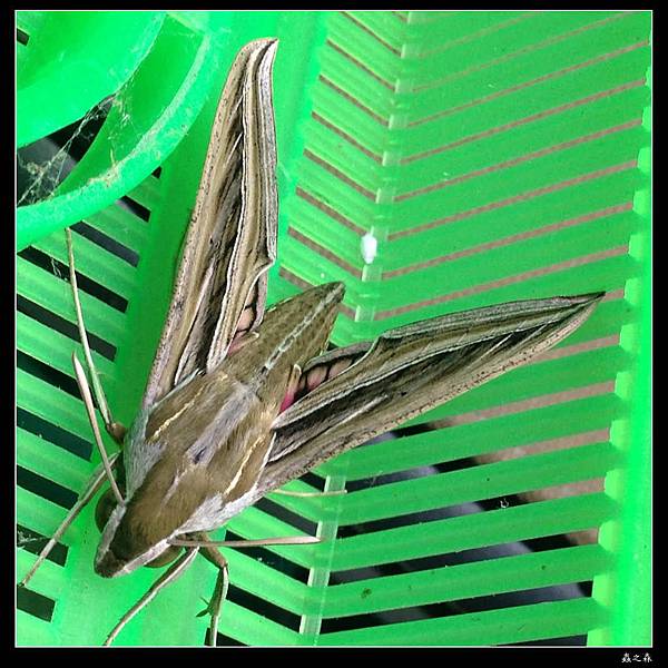 103_1028 銀條斜線天蛾的幼蟲化蛹、羽化了 ...