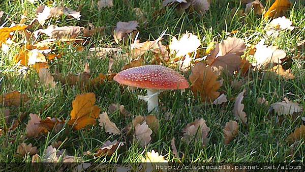 DSC_2712 DSC_2712