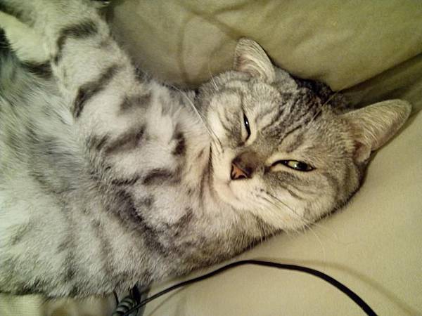 10176005_264218377086741_1777139665822229675_n