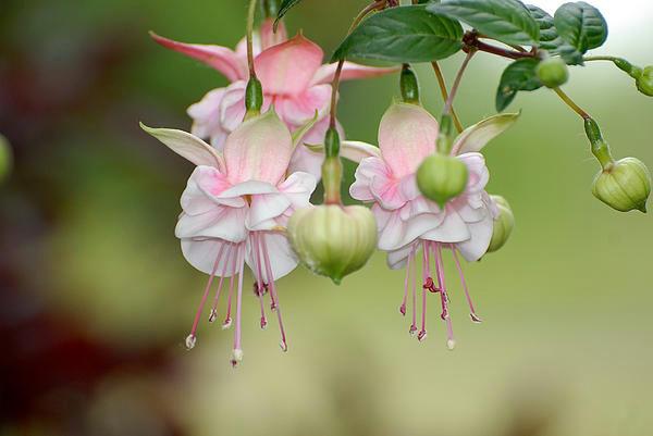 553958_508775539142519_1953888700_n