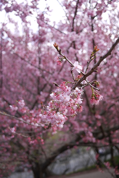 P1020205-fix.jpg P1020205-fix.jpg