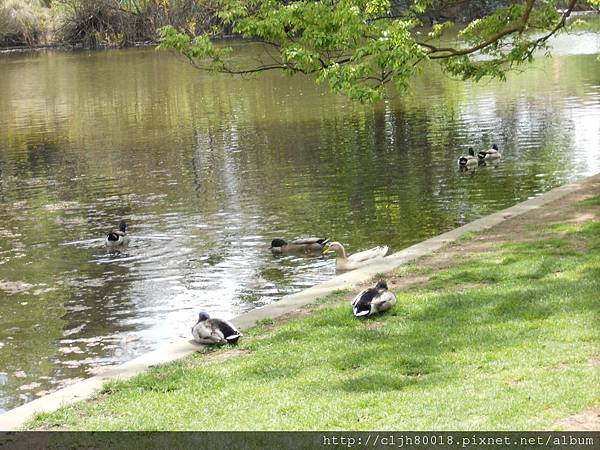Ducks1 Ducks1