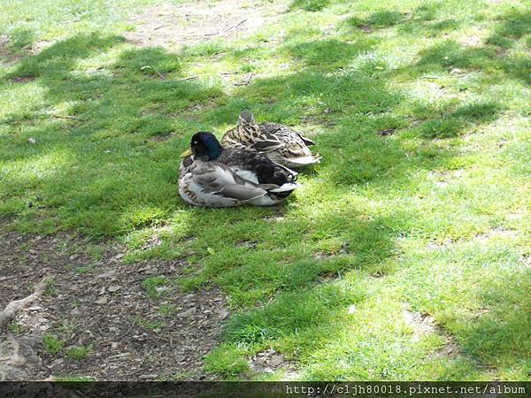 Ducks2 Ducks2