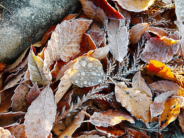 P1000979.jpg P1000979.jpg