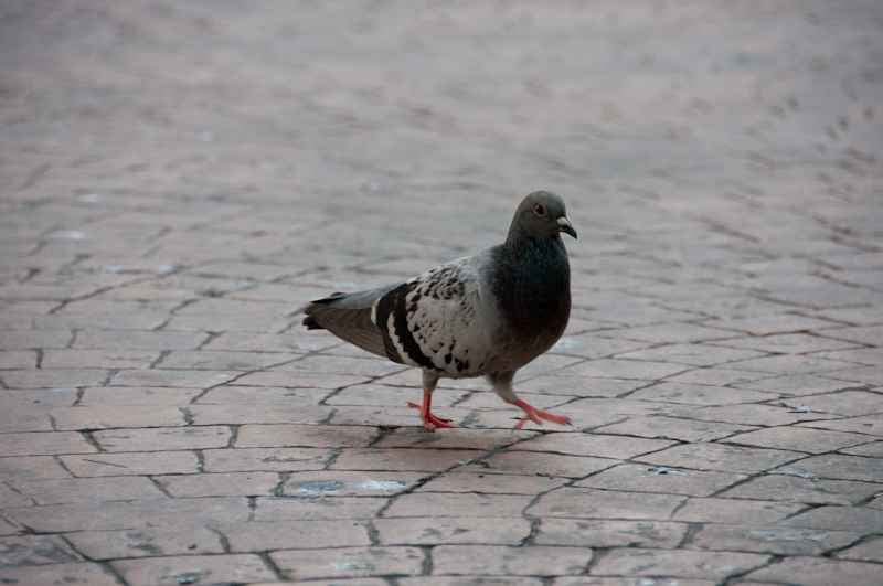 DSC_4318 DSC_4318