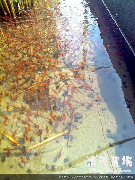 小泰國鱧魚1.jpg 小泰國鱧魚1.jpg