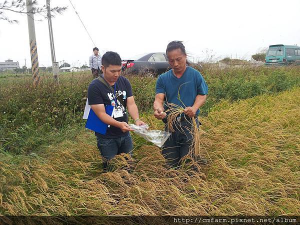 中央畜產會田間抽樣--103年第二期水稻2.jpg 中央畜產會田間抽樣--103年第二期水稻2.jpg