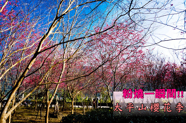 宜兰樱花祭| 三星 大同乡 往太平山 樱花粉花乍现 春节连假好去处