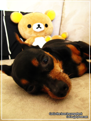 blogday6bear.jpg blogday6bear.jpg
