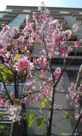 櫻花.jpg 櫻花.jpg